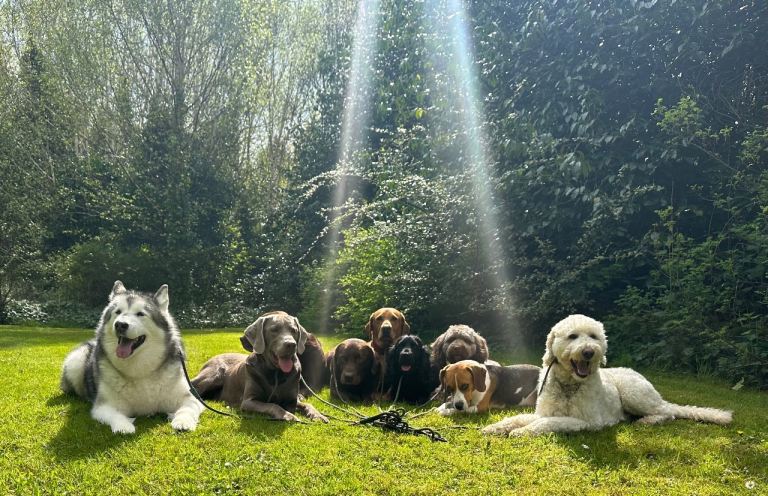 Dog Walker Inverclyde