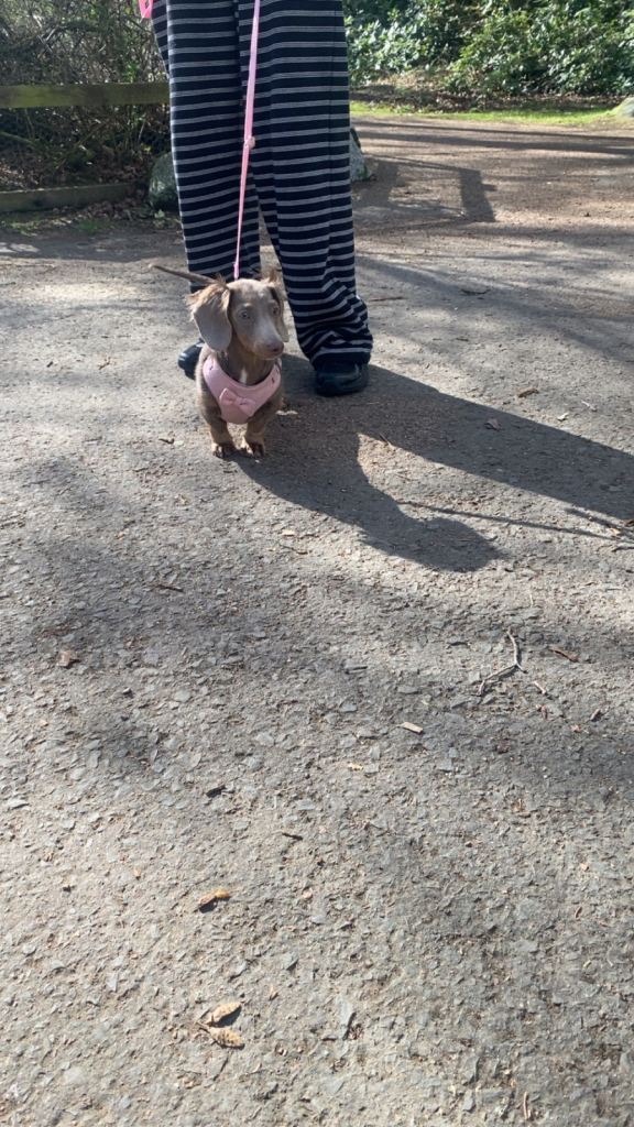 Isabella and tan dachund 