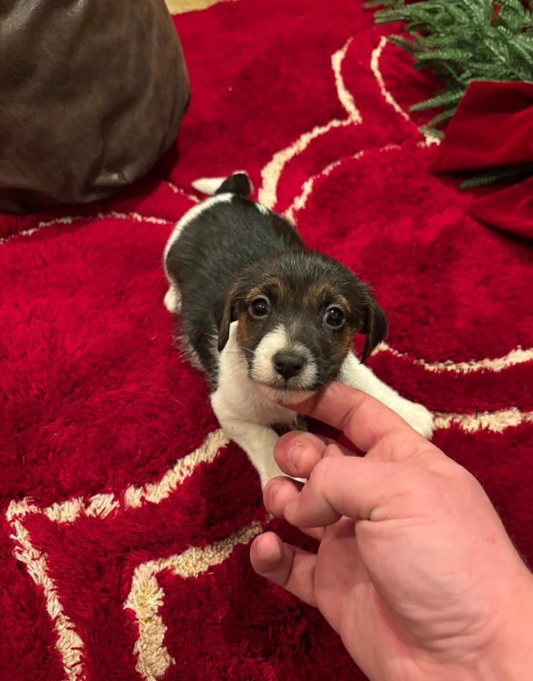 Jack Russell puppy 