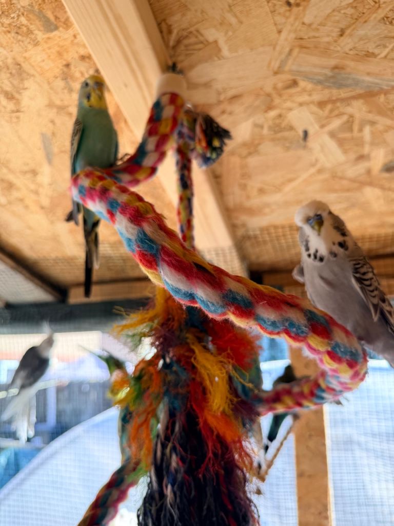 Budgies for Sale – Healthy & Active