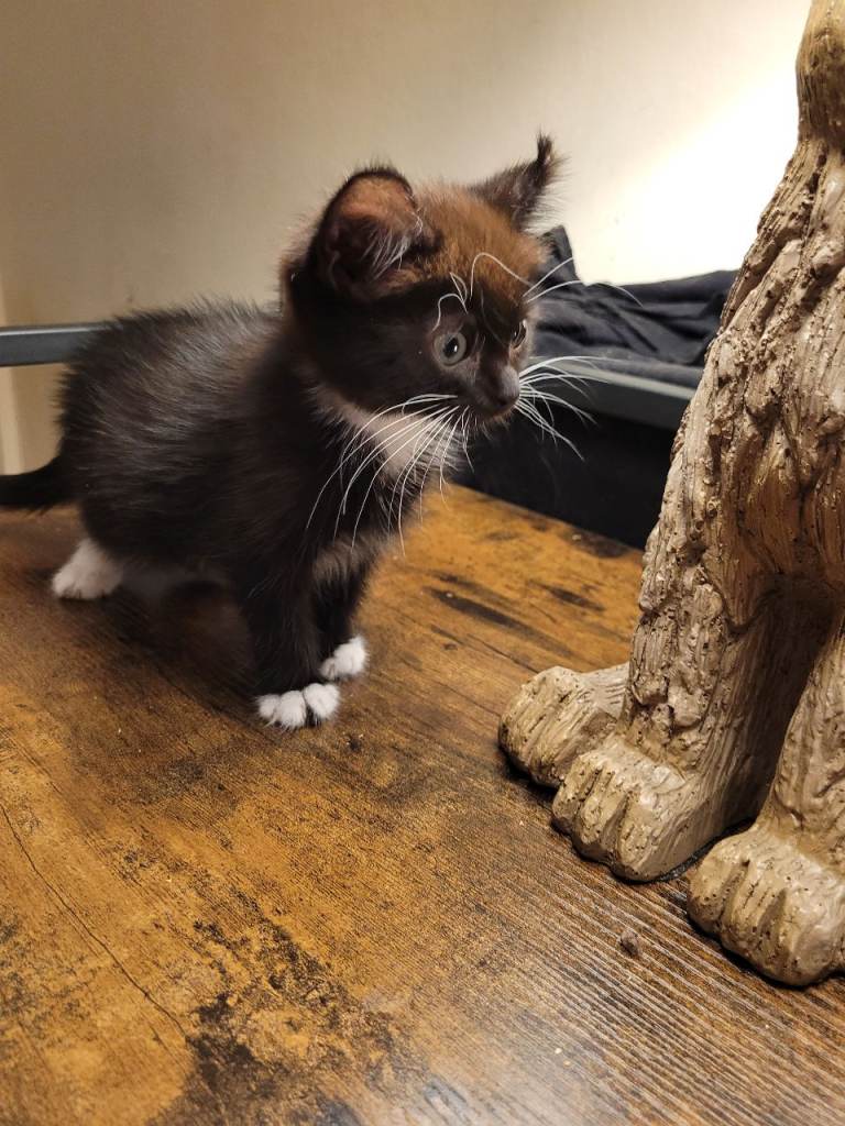 Tuxedo girl kitten