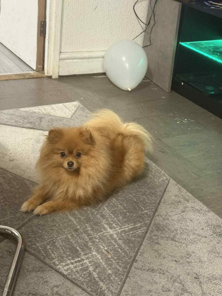 Pomeranian female dog 