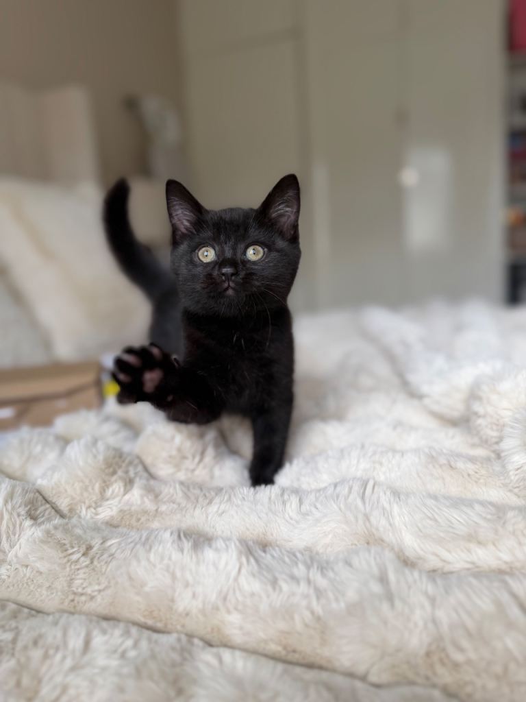 Black British shorthair kittens 😍