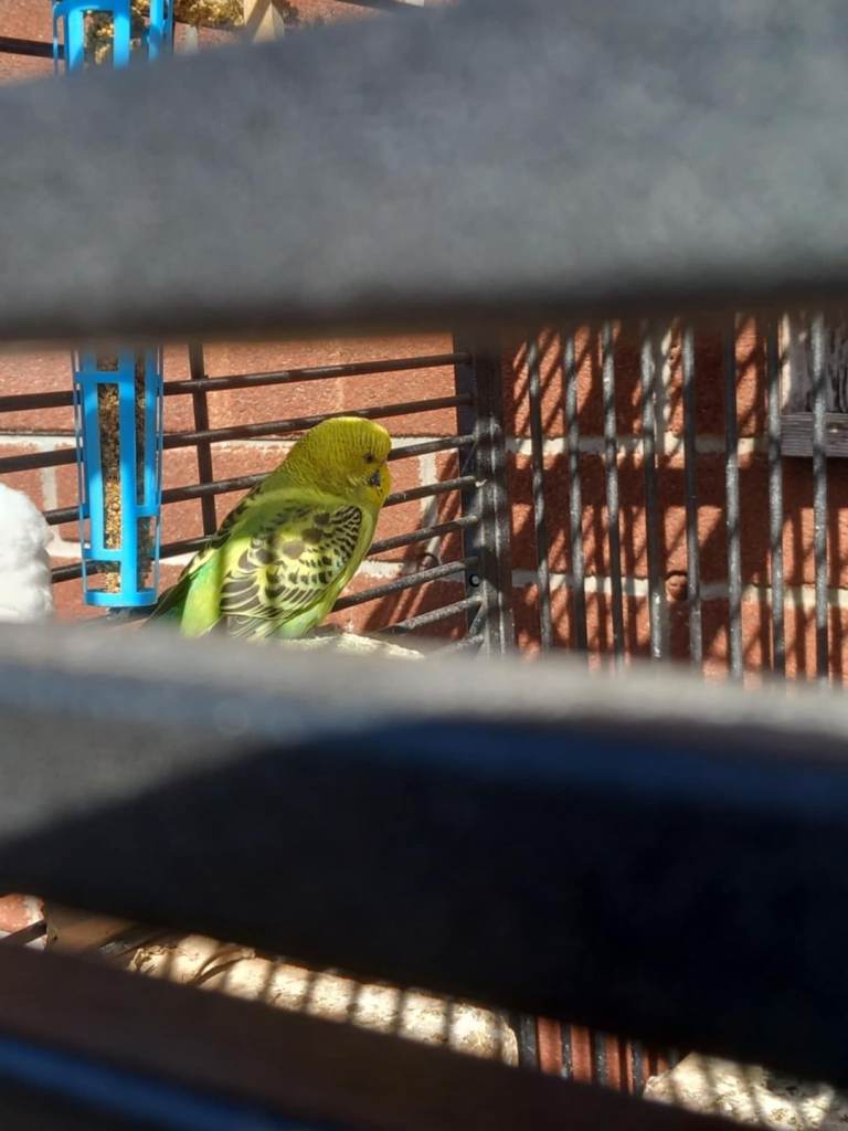 Budgies