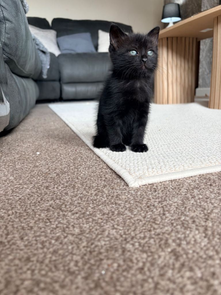 Beautiful Russian blue mix kittens