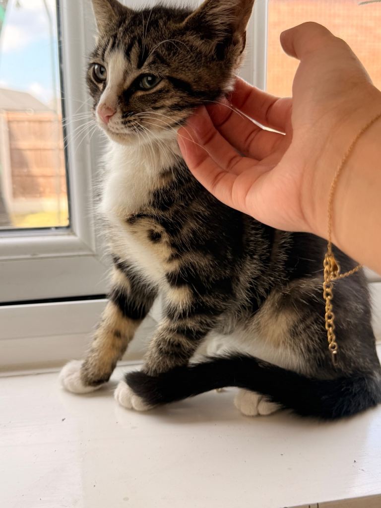 Gorgeous boy kitten 