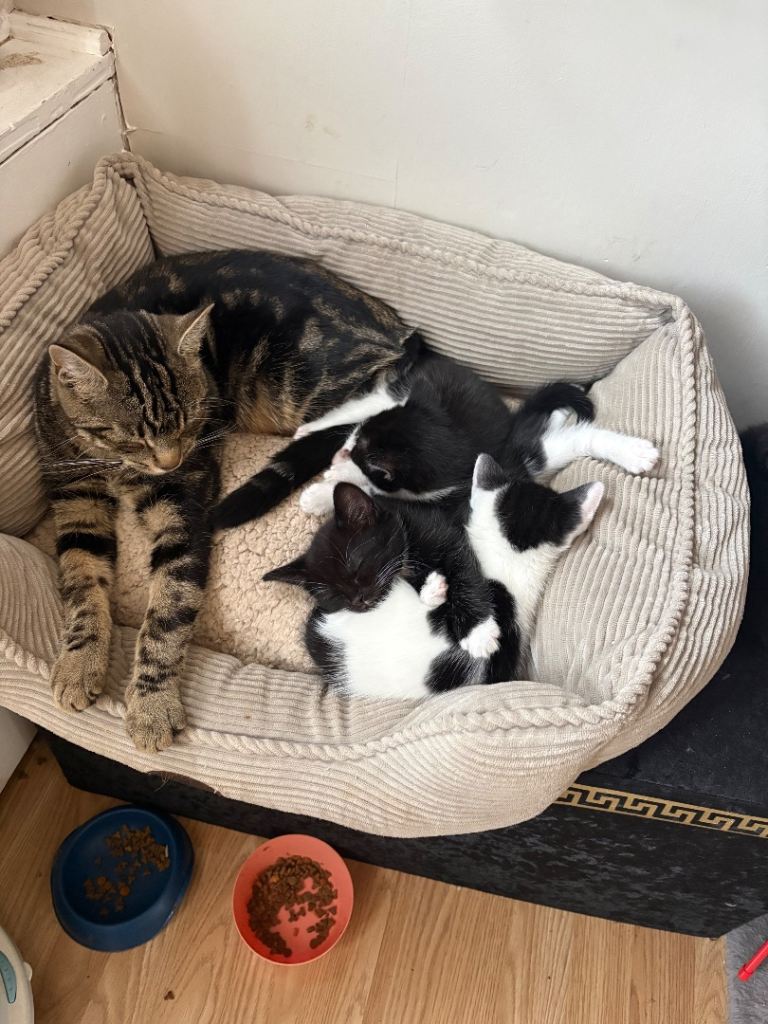 kittens ready 10th april