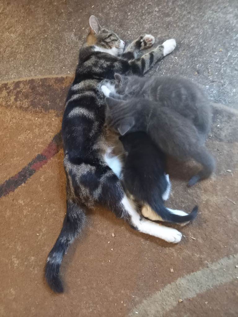 Kitten's for sale ready to leave 