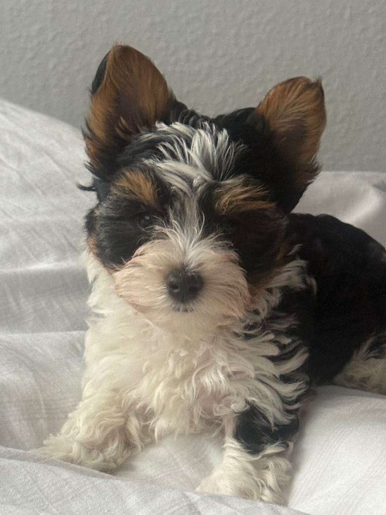 Only One Beautiful Biewer Terrier Girl Left ✨ 🐶
