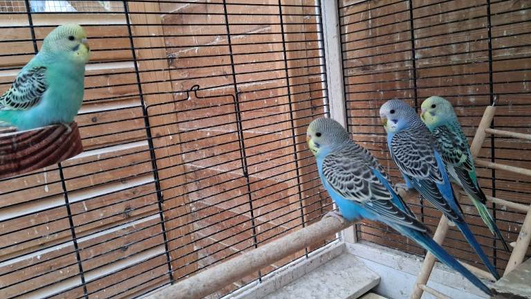 BABY BUDGIES FOR SALE