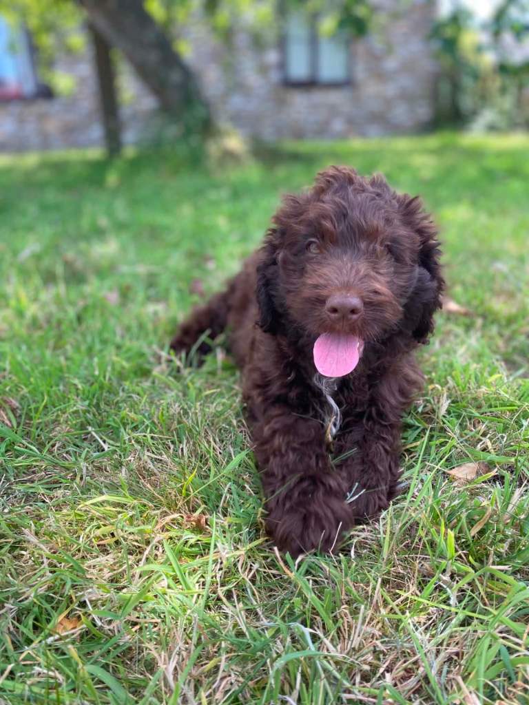 Cockapoo boy - ready now 