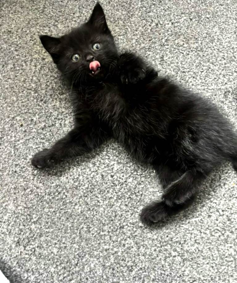 kittens ready now