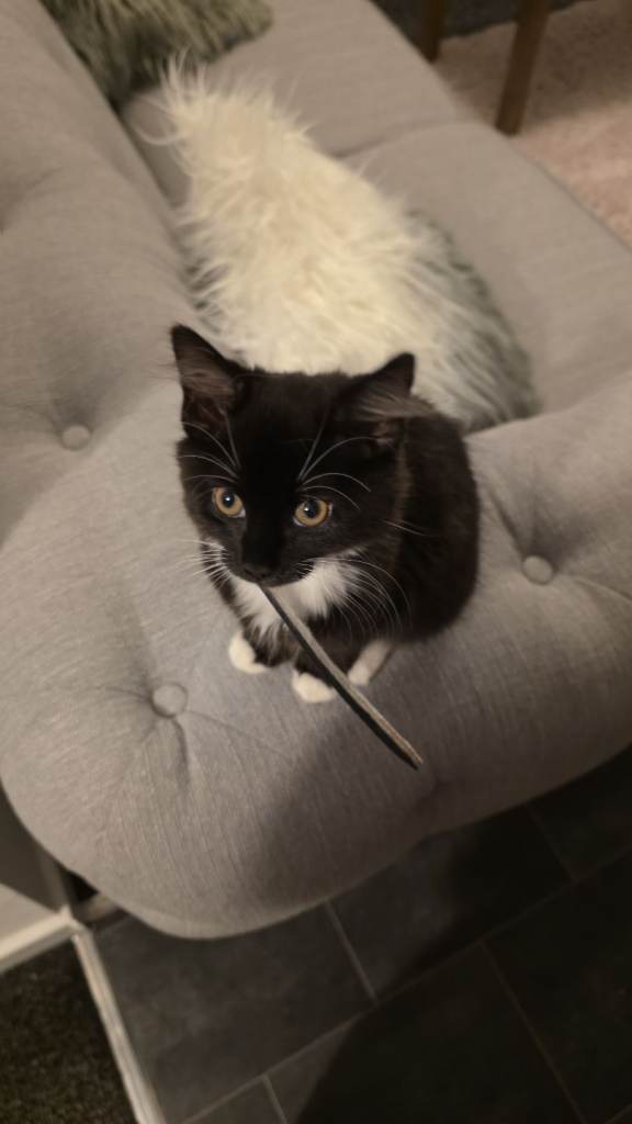 Kitten 