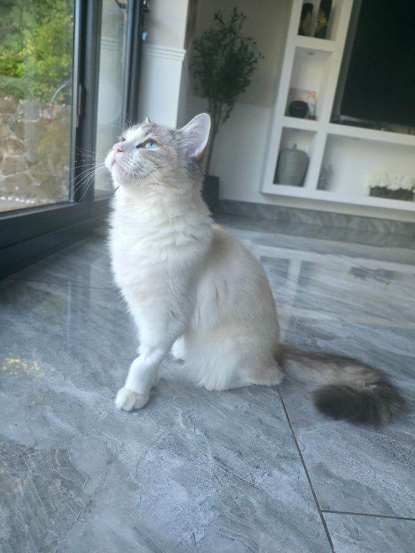 7 months old Ragdoll female for sale