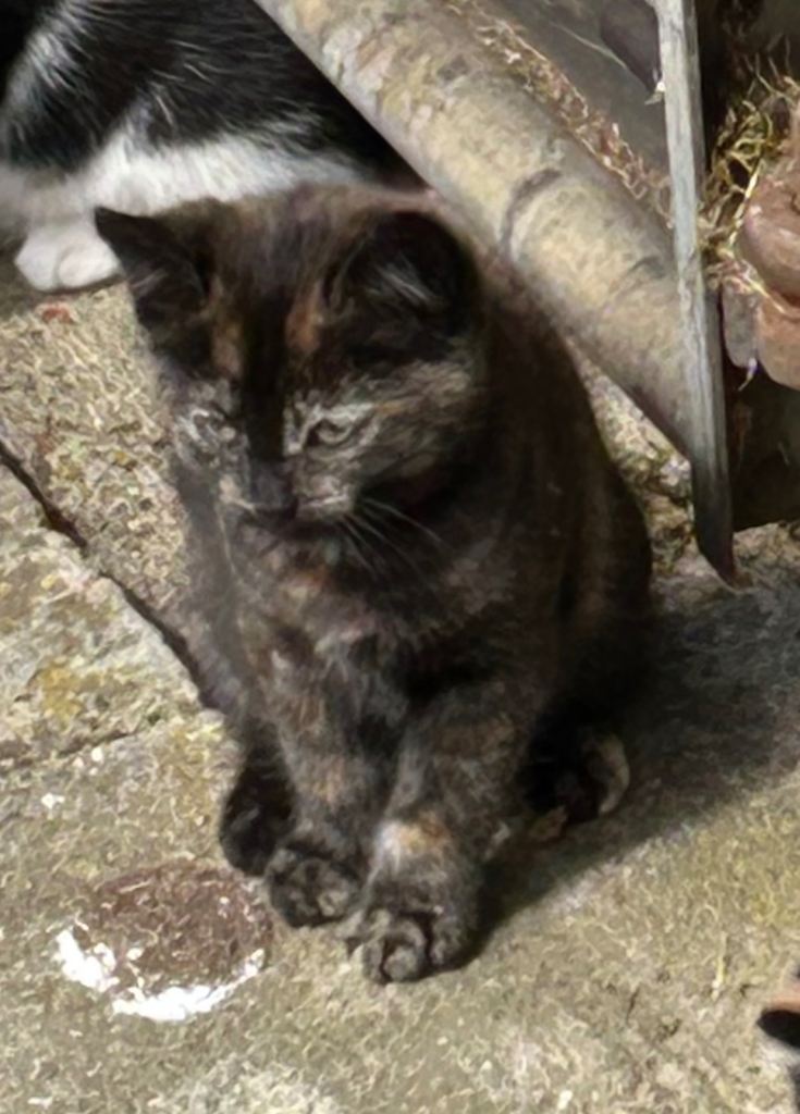 Kittens available 