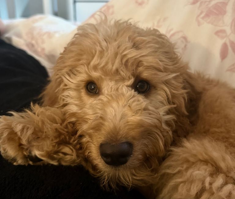 Cockapoo 1 Year Old 