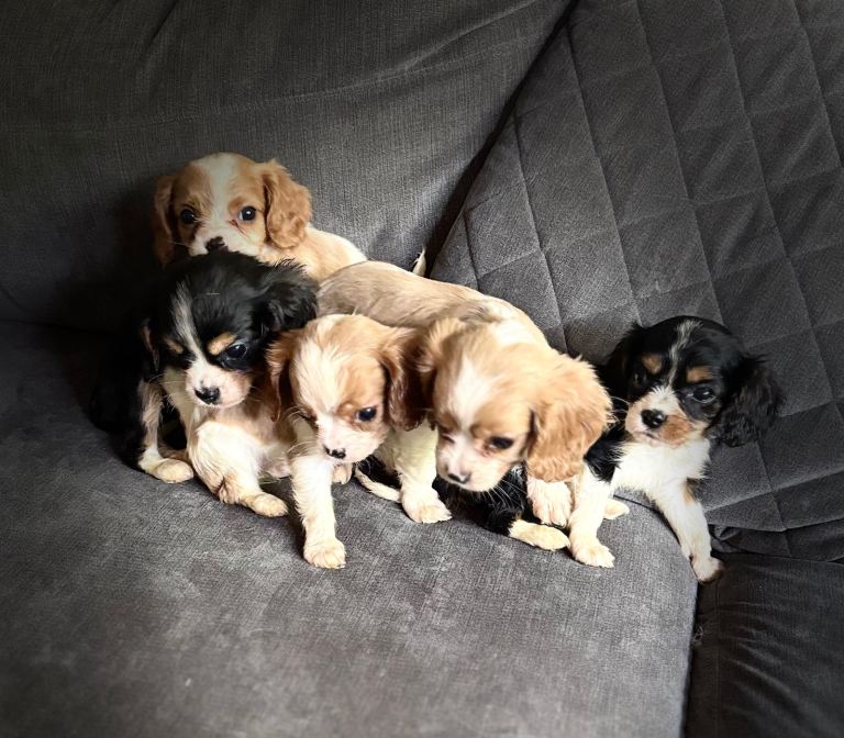 Cavalier King Charles 