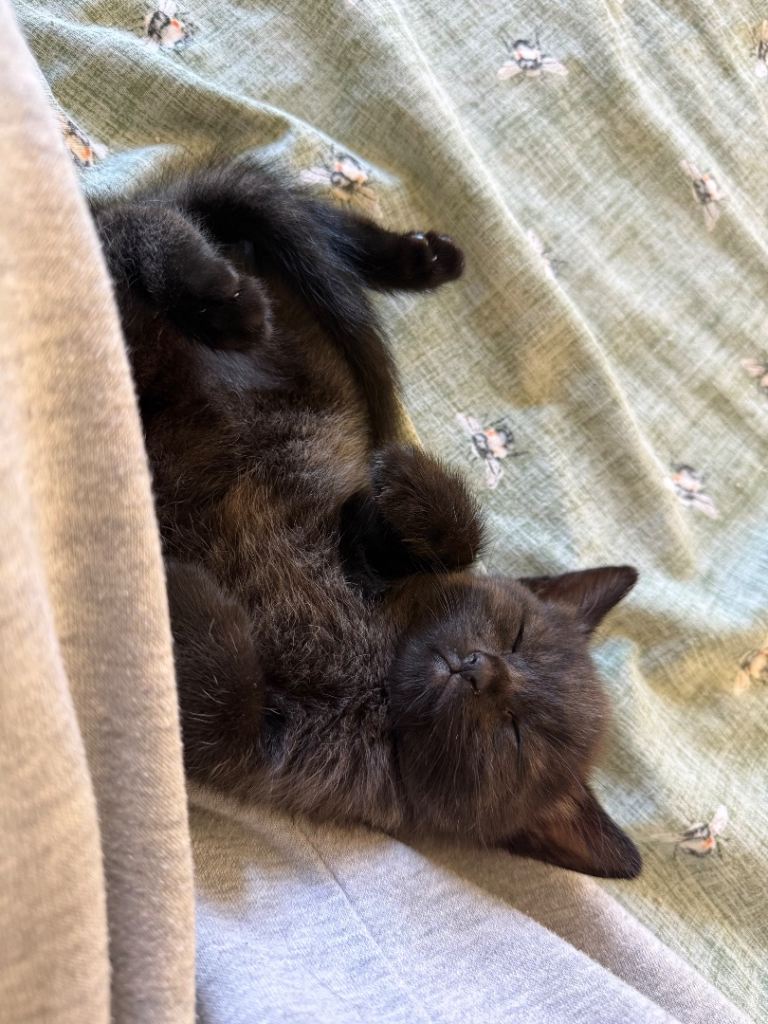 SOLD - STC - Green-eyed Colour Point Cross Kittens - ready now