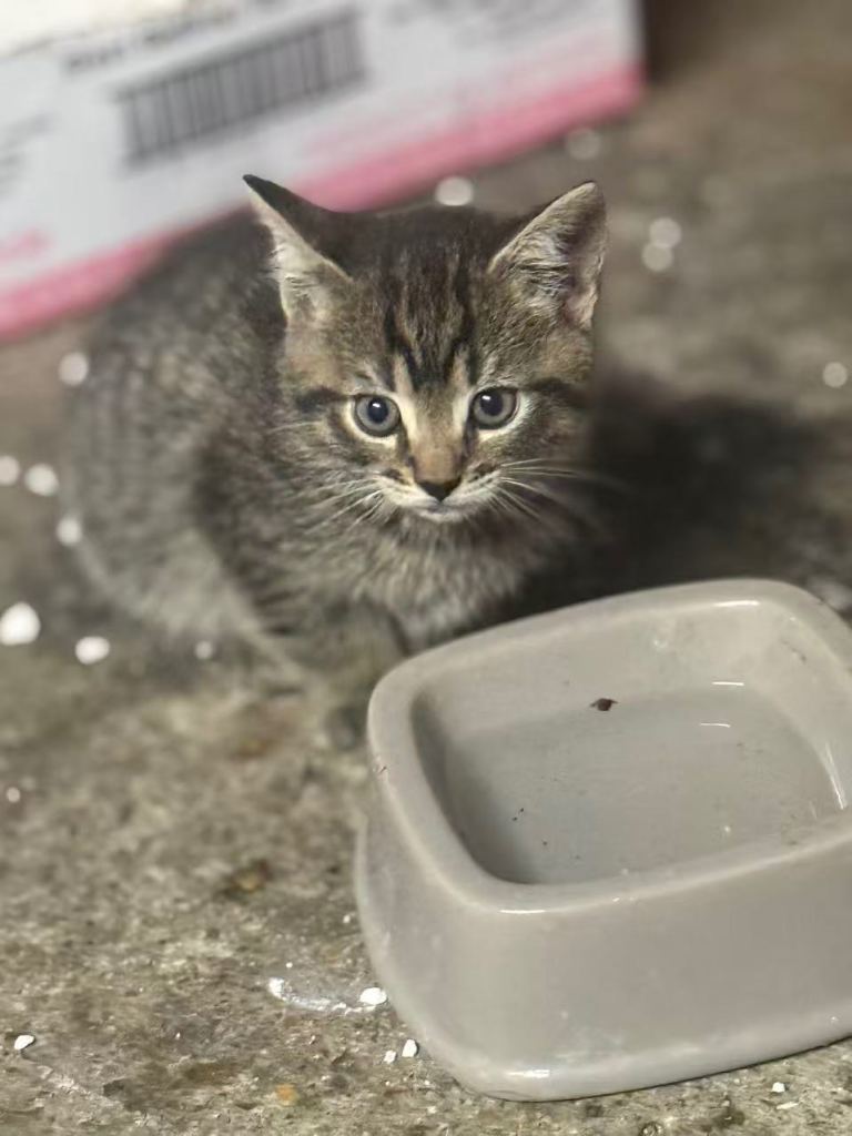 Lovely kitten for sale