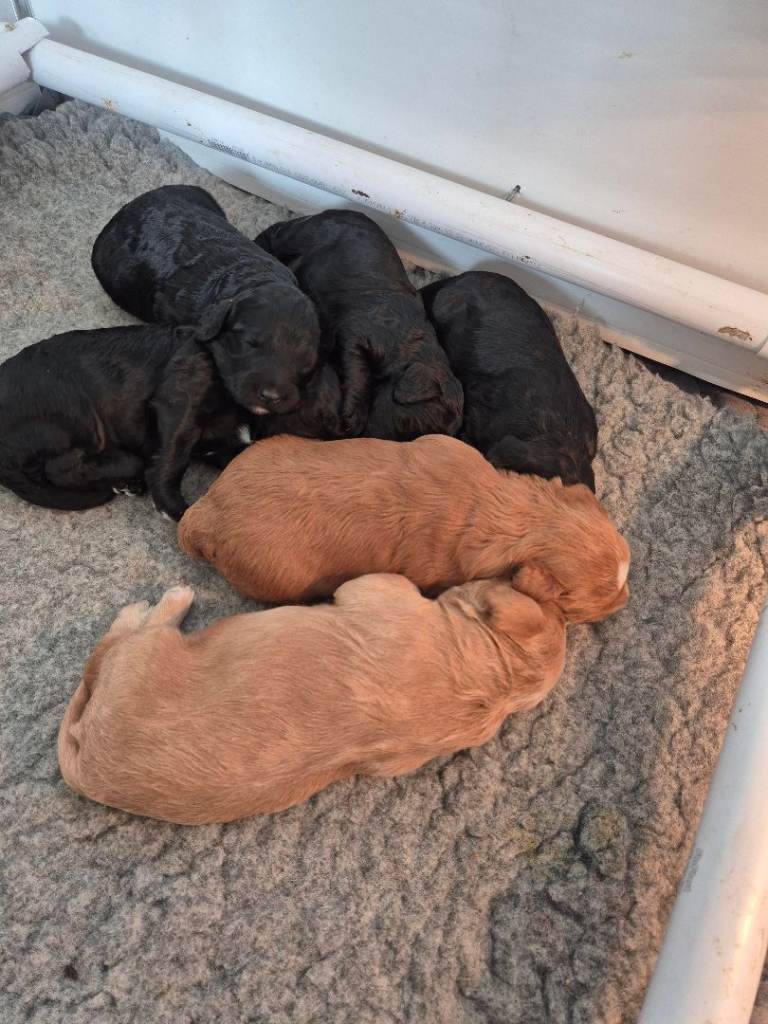 Cockapoo