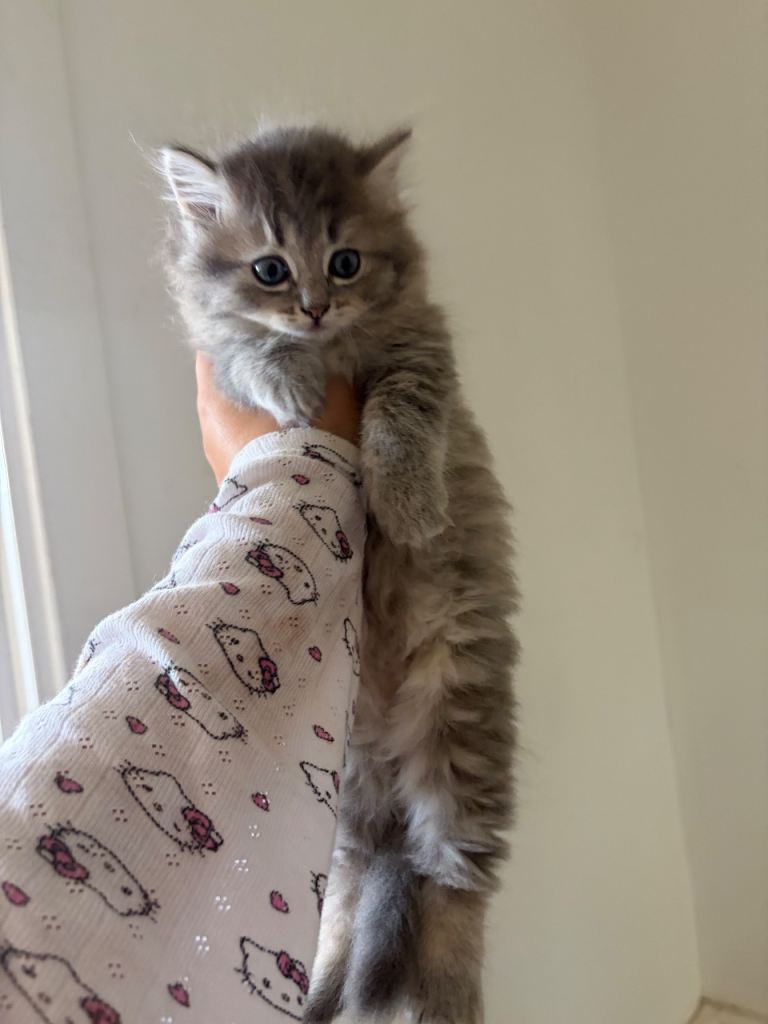 Ragdoll X BSH