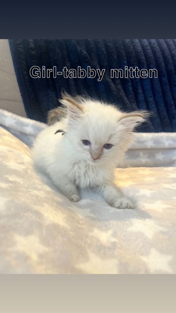 9 week old ragdoll kittens for sale £500