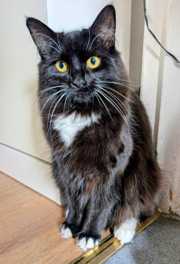 Chocolate brown and white female cat