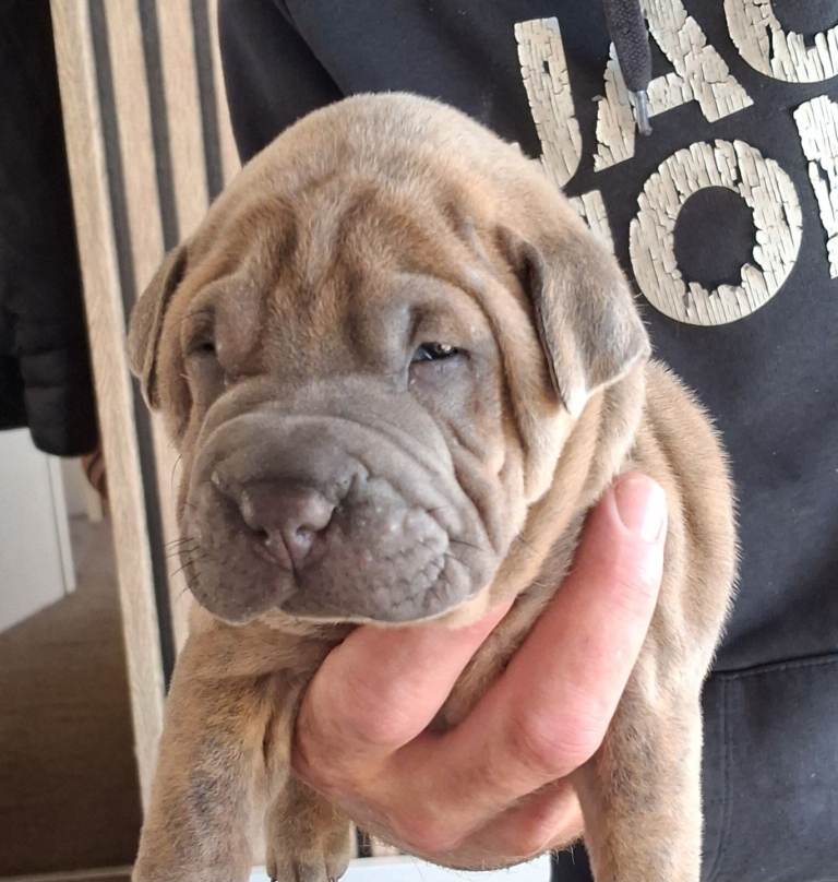 Staffy x sharpei 