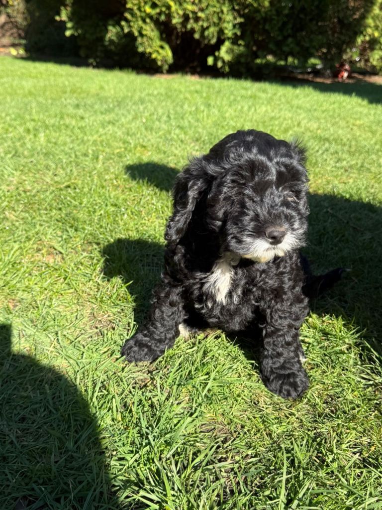 Beautiful Cockapoo Puppies *Last One - Boy*