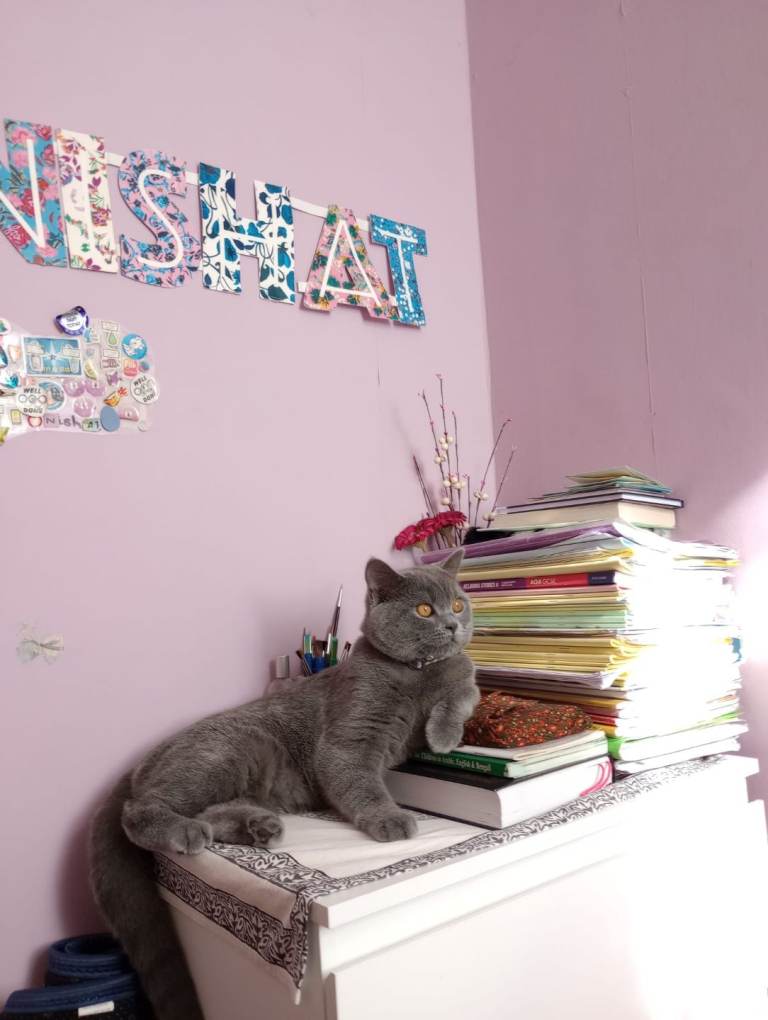British shorthair male cat