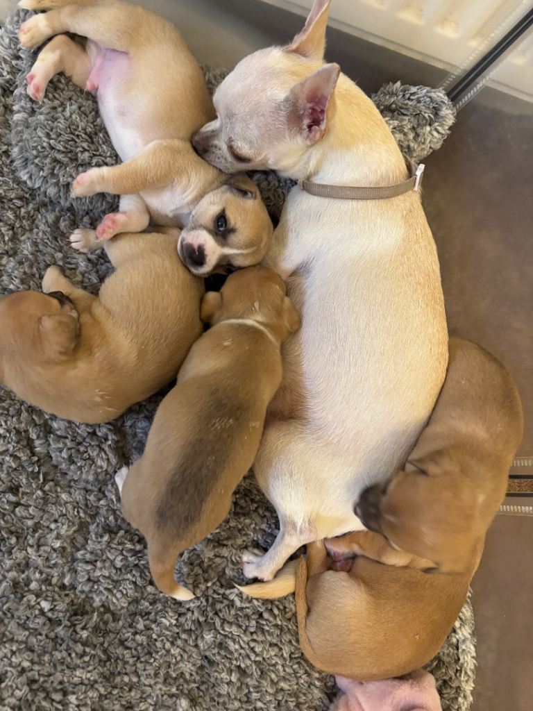 Puppies for sale - Jack Russell x chihuahua 