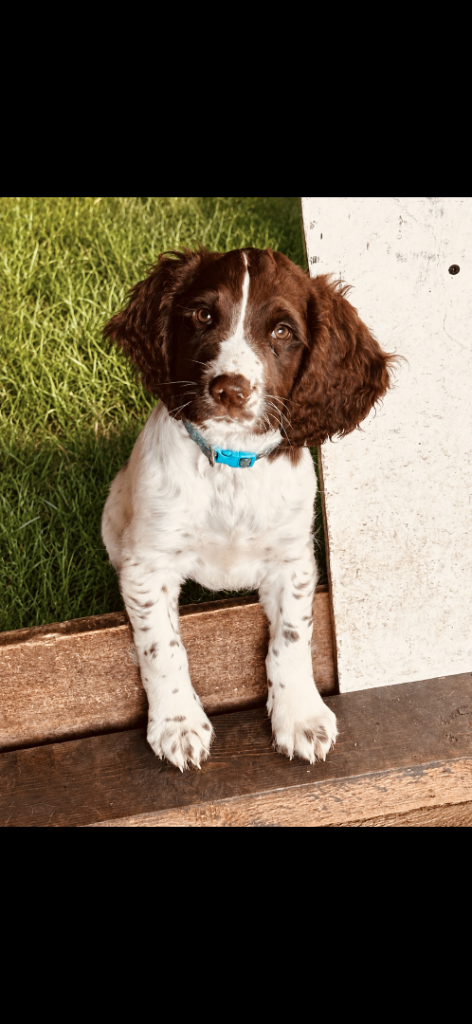 3 left Beautiful springer spaniels ready to go 