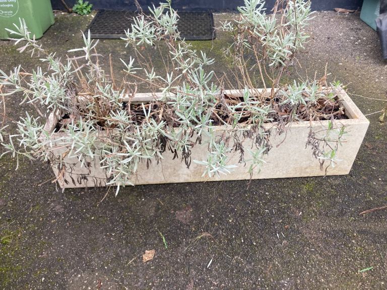 Large marble planter or flower box with Lavender plants