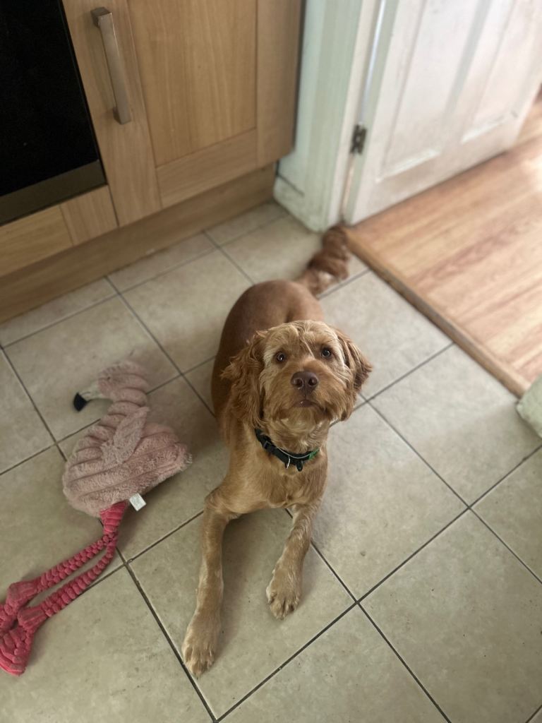 Cockapoo puppy Milly, almost 1year old