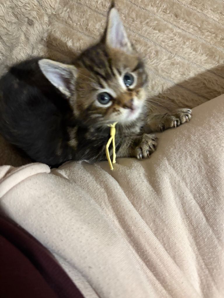 Maine Coon Kittens — Fluffy, Friendly, Ready Soon