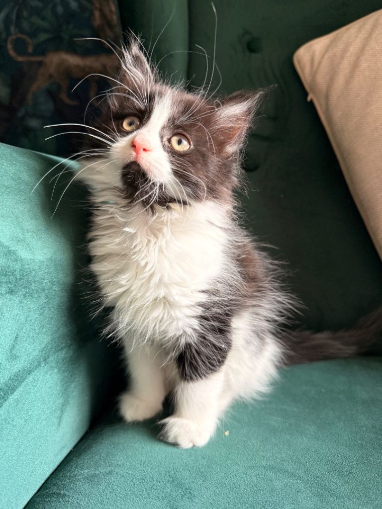 Beautiful gorgeous kittens 