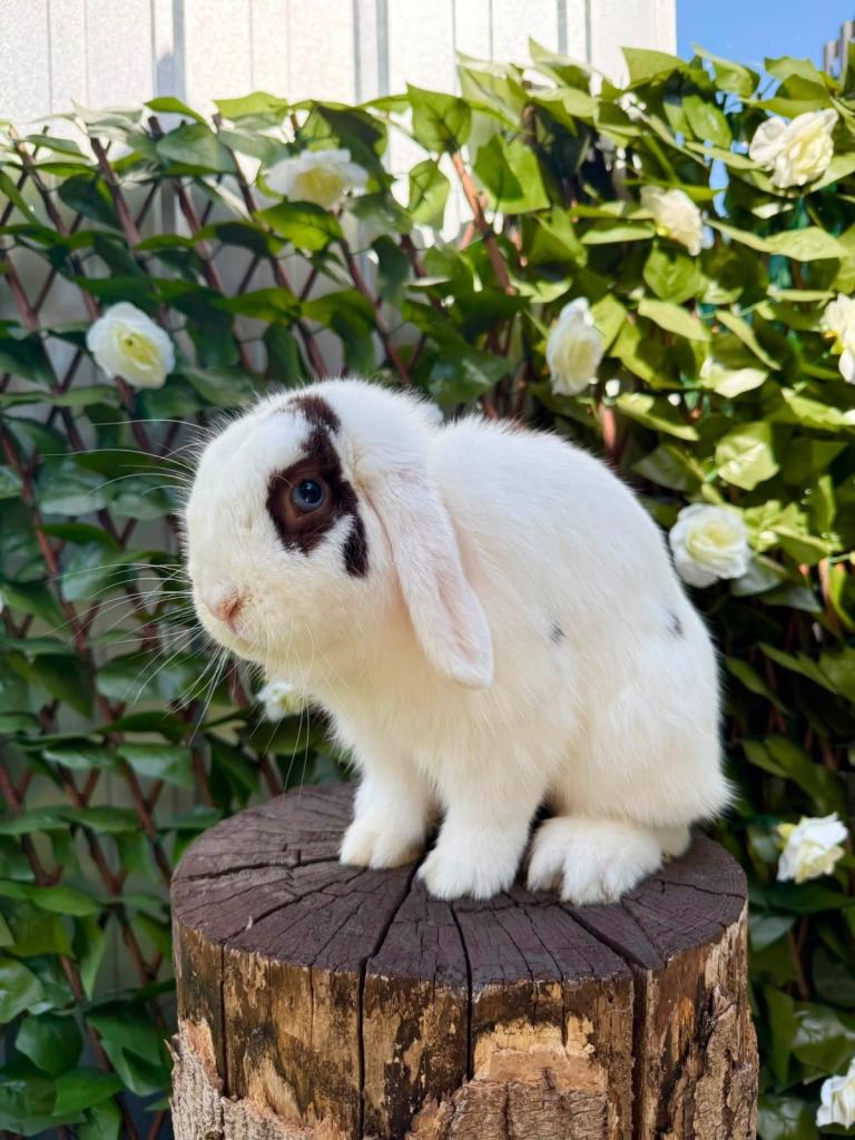 Mini Lop Male Bunny