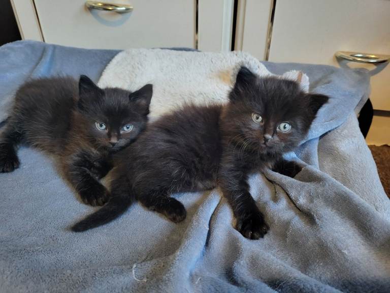 Maine coon cross kittens