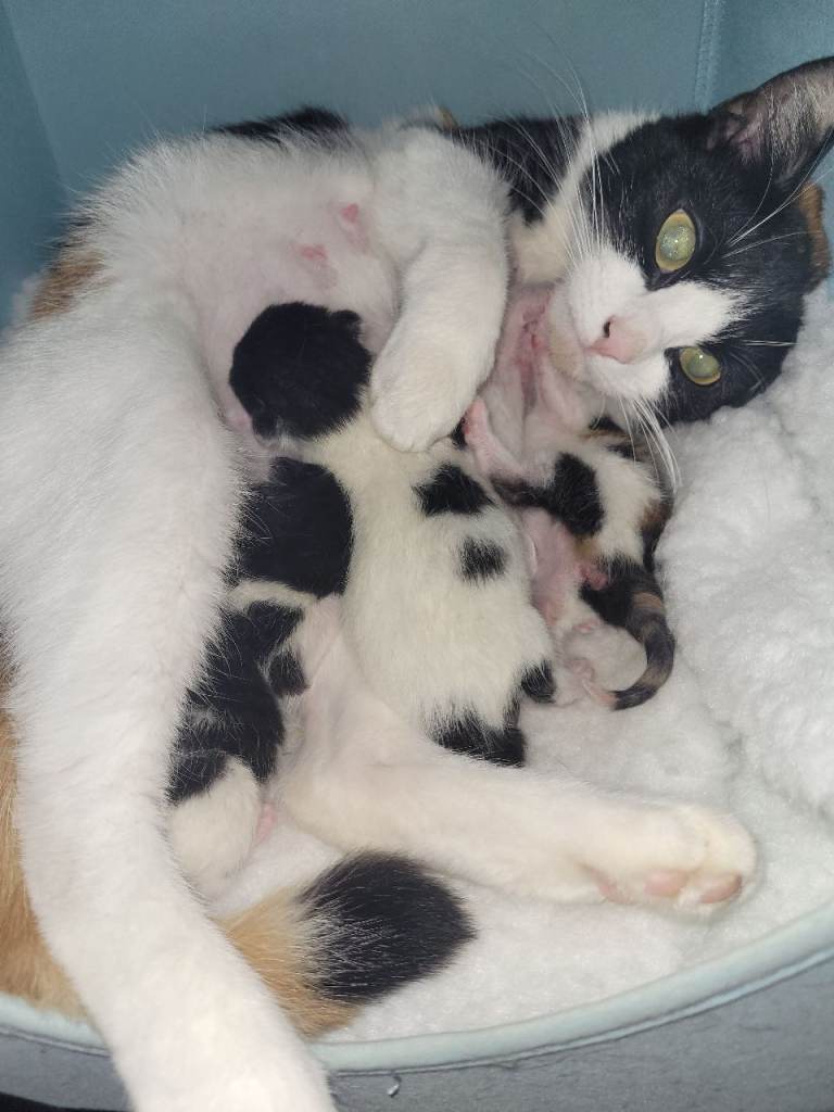 Calico X blue point ragdoll kittens