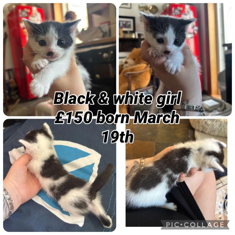 7 gorgeous kittens for sale