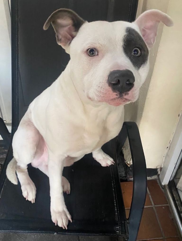 Beautiful Staffy looking forever home 