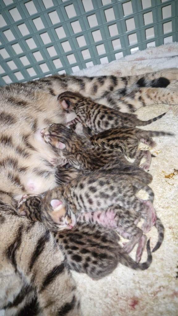 Pure bred Bengal kittens ready now
