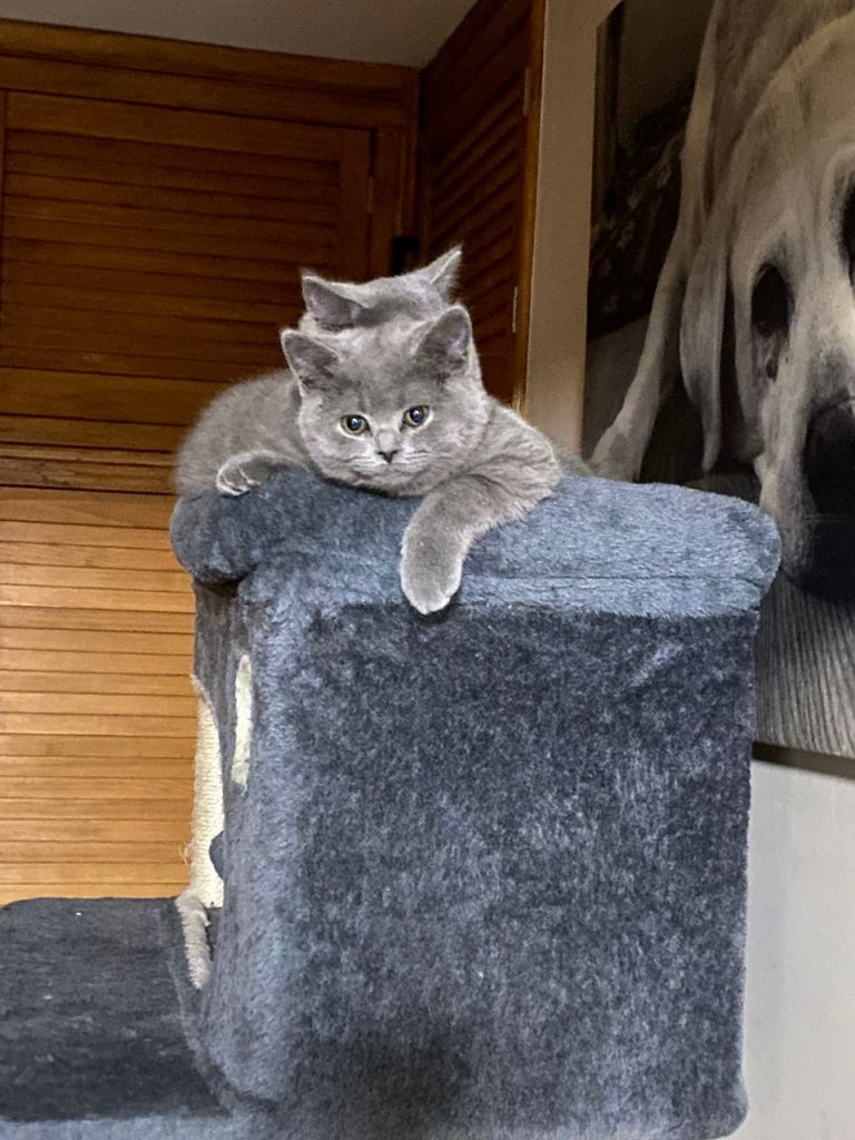 Full Pedigree Blue British Shorthair Kittens