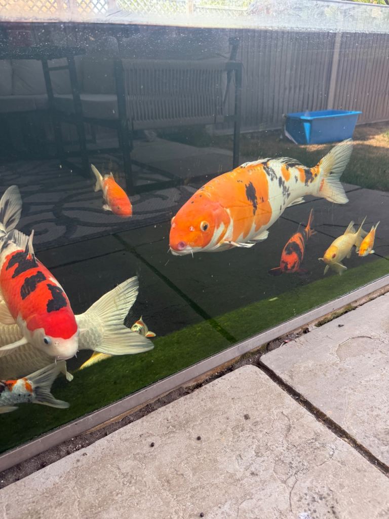 Lovely Koi for Sell