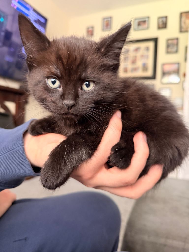 2 male tabby black kittens 