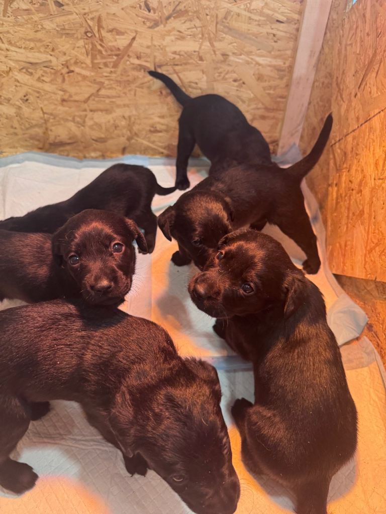 Black Labrador puppies for sale 