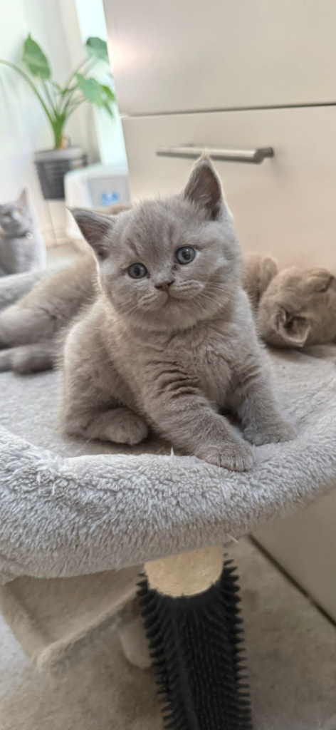 British Shorthair Rare lilac kitten 