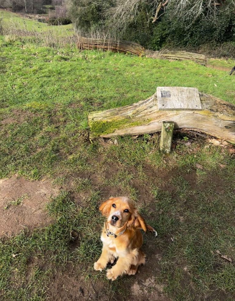 Cocker spaniel puppy 