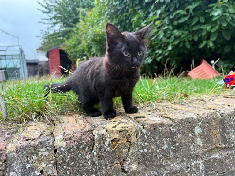 Kittens for sale 