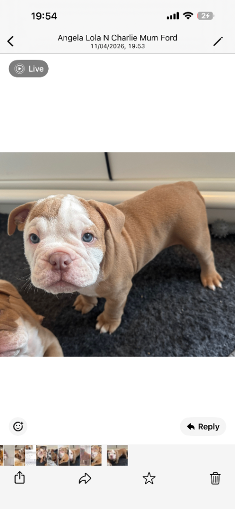 Old tyme bull dog puppy 